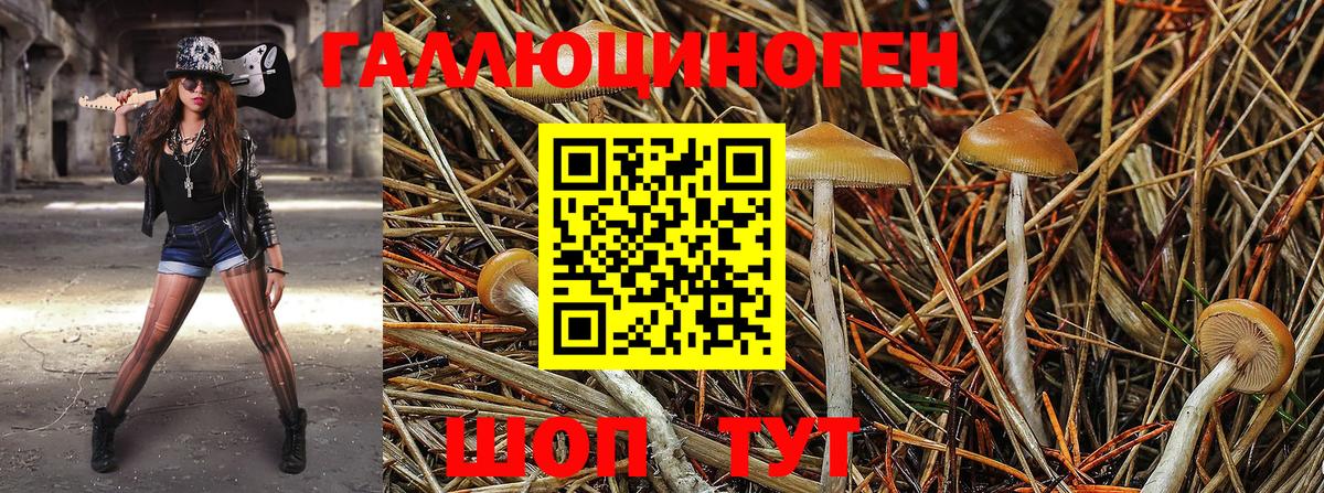 Псилоцибиновые грибы Psilocybine cubensis Ликино-Дулёво